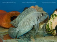 /album/fotogaleria-altolamprologus-calvus-white-pearl/a1509052-708422072513412-1283380699-n-jpg/