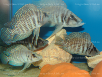 /album/fotogaleria-altolamprologus-calvus-white-pearl/dsc02281-png/