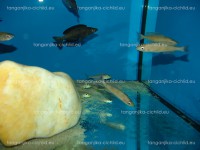 /album/fotogaleria-cyprichromis-microlepidotus-black-kiriza/dsc02279-jpg/