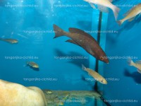 /album/fotogaleria-cyprichromis-microlepidotus-black-kiriza/dsc02503-jpg/