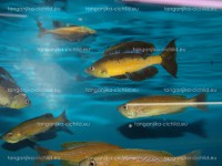 /album/fotogaleria-cyprichromis-microlepidotus-kavala/dsc02077-jpg/