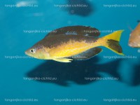 /album/fotogaleria-cyprichromis-microlepidotus-kavala/dsc02140-jpg/