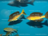 /album/fotogaleria-cyprichromis-microlepidotus-kavala/dsc02192-jpg/