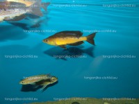 /album/fotogaleria-cyprichromis-microlepidotus-kavala/dsc02226-jpg/