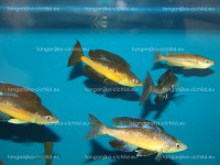 /album/fotogaleria-cyprichromis-microlepidotus-kavala/dsc02320-jpg/