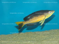 /album/fotogaleria-cyprichromis-microlepidotus-kavala/dsc02375-jpg/