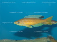 /album/fotogaleria-cyprichromis-microlepidotus-kibishi/dsc01962-jpg/
