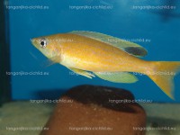/album/fotogaleria-cyprichromis-microlepidotus-kibishi/dsc02021-jpg/