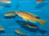 /album/fotogaleria-cyprichromis-microlepidotus-kibishi/dsc02230-jpg/