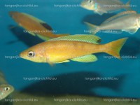 /album/fotogaleria-cyprichromis-microlepidotus-kibishi/dsc05793-jpg/