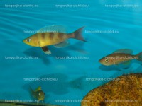/album/fotogaleria-cyprichromis-spec-kibischi/dsc02642-jpg/