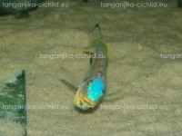 /album/fotogaleria-enantiopus-kilesa/dsc05021-jpg/