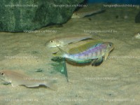 /album/fotogaleria-enantiopus-kilesa/dsc05022-jpg/