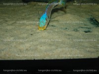 /album/fotogaleria-enantiopus-kilesa/dsc05050-jpg/