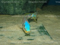 /album/fotogaleria-enantiopus-kilesa/dsc05056-jpg/