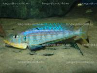 /album/fotogaleria-enantiopus-kilesa/dsc05059-jpg/