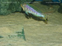 /album/fotogaleria-enantiopus-kilesa/dsc05092-jpg/