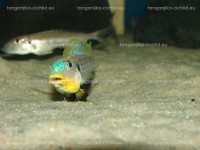 /album/fotogaleria-enantiopus-kilesa/dsc05108-jpg/