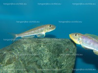 /album/fotogaleria-enantiopus-kilesa/dsc05615-jpg/