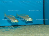 /album/fotogaleria-xenotilapa-flavipinnis-lyamebe/dsc01207-jpg/