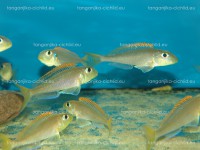 /album/fotogaleria-xenotilapa-flavipinnis-lyamebe/dsc02734-jpg/