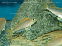 /album/fotogaleria-xenotilapa-flavipinnis-lyamebe/dsc05751-jpg/