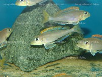 /album/fotogaleria-xenotilapa-flavipinnis-lyamebe/dsc05754-jpg/