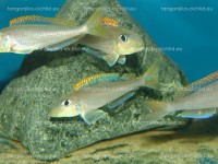 /album/fotogaleria-xenotilapa-flavipinnis-lyamebe/dsc05755-jpg/