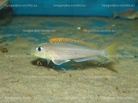 /album/fotogaleria-xenotilapa-flavipinnis-lyamebe/dsc05781-jpg/
