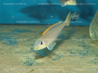 /album/fotogaleria-xenotilapa-flavipinnis-lyamebe/dsc05782-jpg/