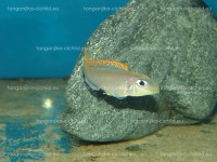 /album/fotogaleria-xenotilapa-flavipinnis-lyamebe/dsc05785-jpg/