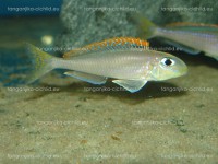 /album/fotogaleria-xenotilapa-flavipinnis-lyamebe/dsc05788-jpg/