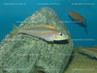 /album/fotogaleria-xenotilapa-flavipinnis-lyamebe/dsc05801-jpg/