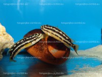 /album/fotogaleria-julidochromis-ornatus-yellow/dsc04144-1-jpg/