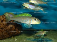 /album/fotogaleria-xenotilapia-flavinipinnis-lepeli/dsc01428-jpg/