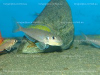 /album/fotogaleria-xenotilapia-flavinipinnis-lepeli/dsc06199-jpg/