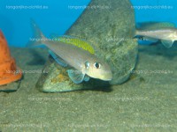/album/fotogaleria-xenotilapia-flavinipinnis-lepeli/dsc06203-jpg/