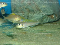 /album/fotogaleria-xenotilapia-flavinipinnis-lepeli/dsc06215-jpg/