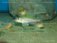 /album/fotogaleria-xenotilapia-flavinipinnis-lepeli/dsc06237-jpg/