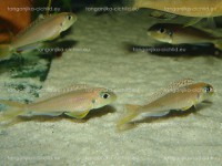 /album/fotogaleria-xenotilapia-flavipinnis-red-royal-kekese/dsc01251-jpg/