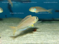 /album/fotogaleria-xenotilapia-flavipinnis-red-royal-kekese/dsc01841-jpg/