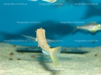 /album/fotogaleria-xenotilapia-flavipinnis-red-royal-kekese/dsc01846-jpg/
