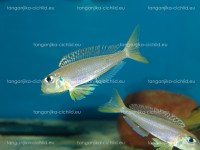 /album/fotogaleria-xenotilapia-flavipinnis-red-royal-kekese/dsc02238-jpg/