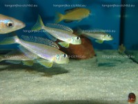 /album/fotogaleria-xenotilapia-flavipinnis-red-royal-kekese/dsc02245-jpg/