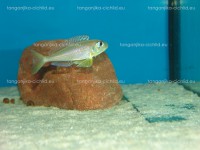 /album/fotogaleria-xenotilapia-flavipinnis-red-royal-kekese/dsc02404-jpg/