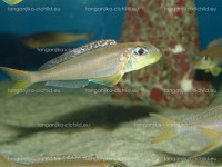 /album/fotogaleria-xenotilapia-flavipinnis-red-royal-kekese/dsc04339-jpg/