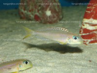 /album/fotogaleria-xenotilapia-flavipinnis-red-royal-kekese/dsc04342-jpg/