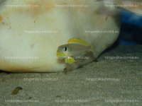 /album/fotogaleria-xenotilapia-flavipinnis-nyanza-lac/dsc01734-jpg/