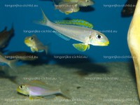 /album/fotogaleria-xenotilapia-flavipinnis-nyanza-lac/dsc01973-jpg/