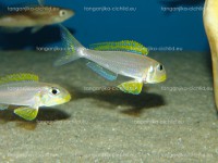 /album/fotogaleria-xenotilapia-flavipinnis-nyanza-lac/dsc01977-jpg/